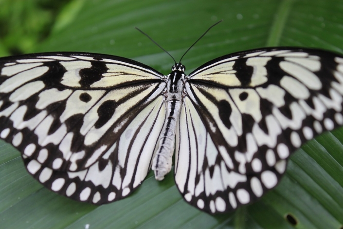 butterflywings